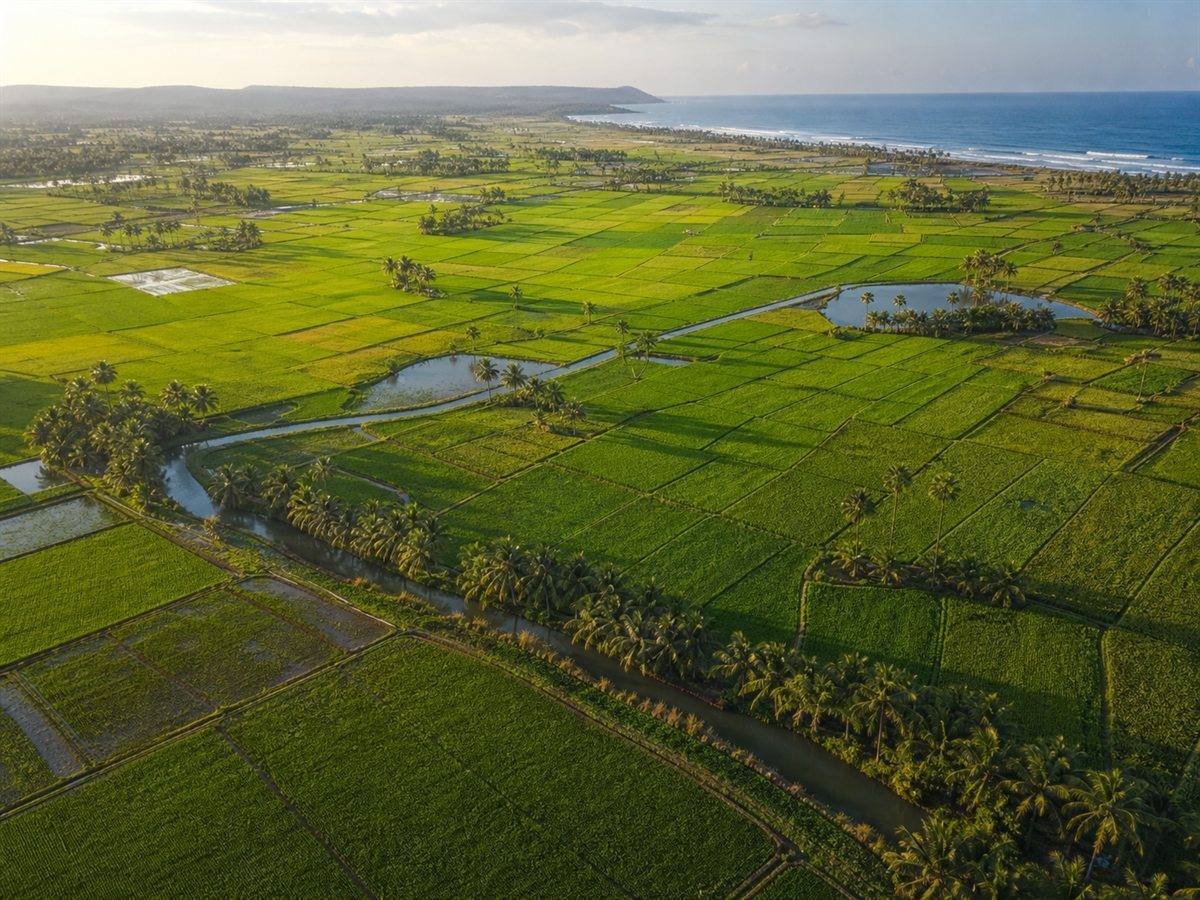 Agricultural fields in East Godavari